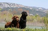 LABRADOR 1078
